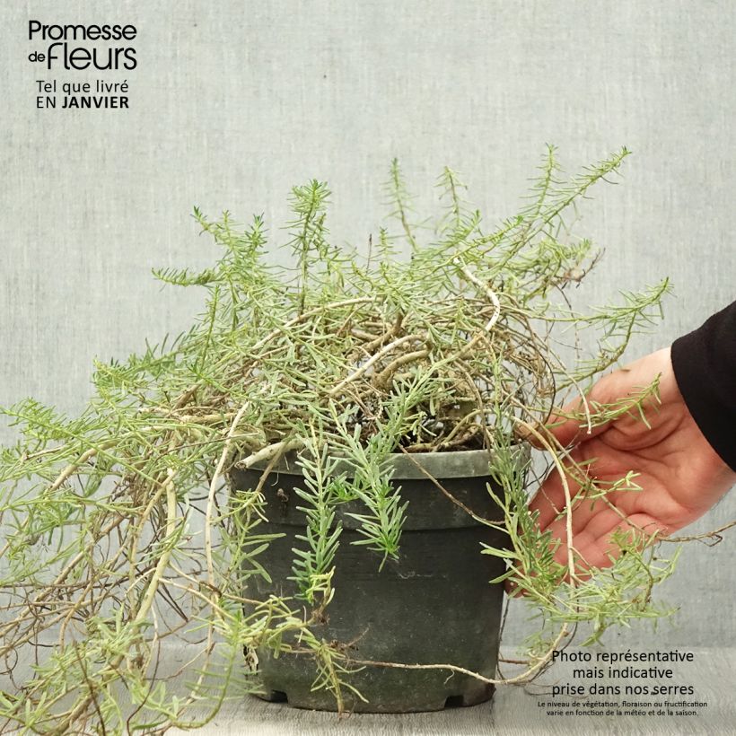 Myoporum parvifolium Fleurs roses Maceta 3L/4L Ejemplar entregado en invierno