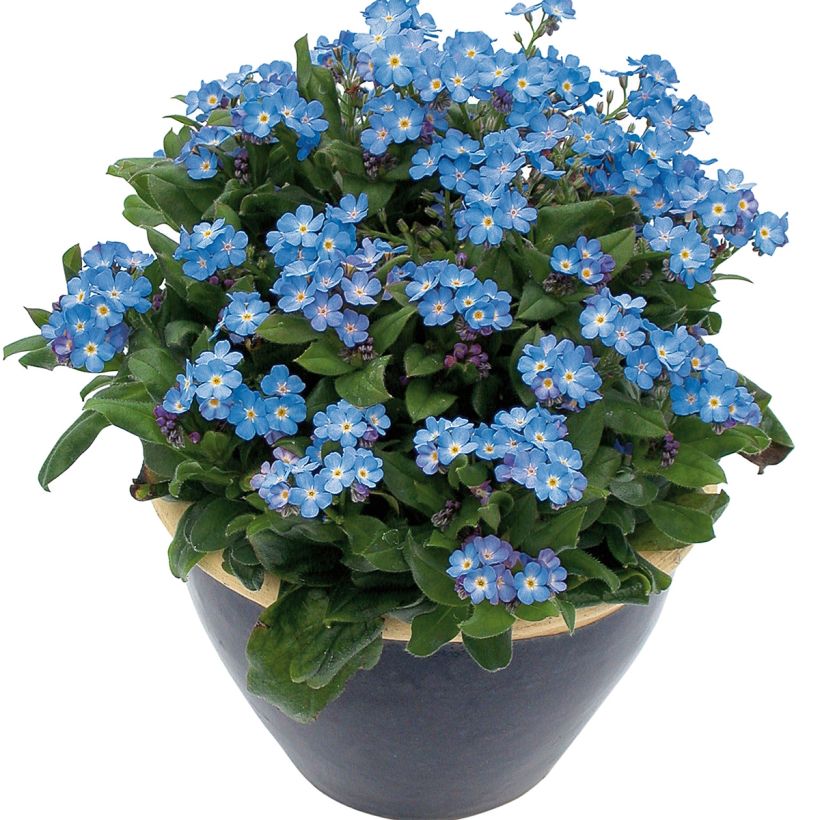 Myosotis Myomark (Porte)