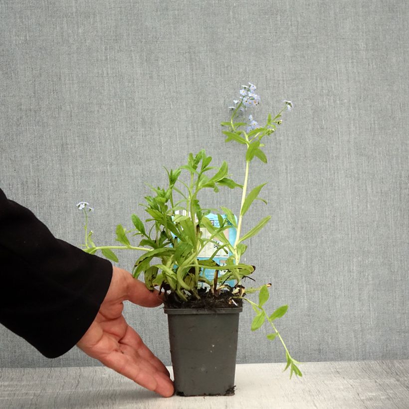 Myosotis scorpioides Alba - Nomeolvides de agua Maceta de 8/9 cm Ejemplar entregado en la primavera