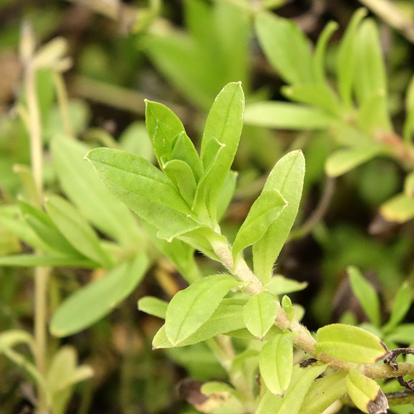 Myosotis scorpioides - Nomeolvides de agua (Follaje)