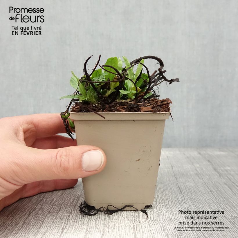 Myosotis scorpioides - Nomeolvides de agua Maceta de 8/9 cm Ejemplar entregado en invierno