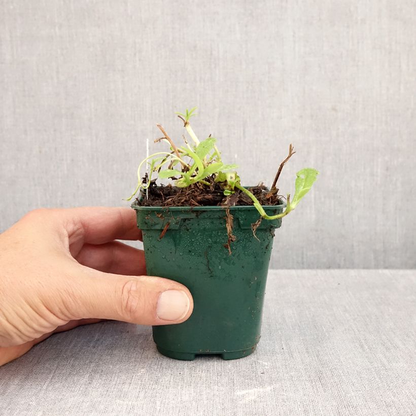 Ejemplar de Myosotis scorpioides - Nomeolvides de agua Maceta de 8/9 cm entregado en otoño