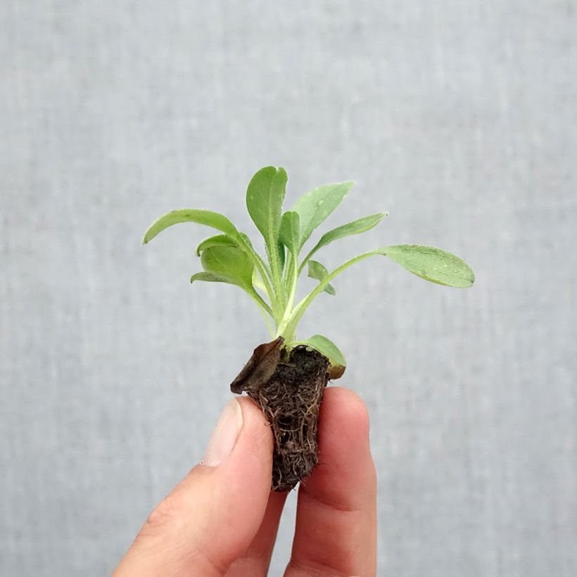 Ejemplar de Myosotis sylvatica Snowsylva minicepellón: de 2,2 cm x 2 cm en bandeja de cultivo por 35 entregado en otoño