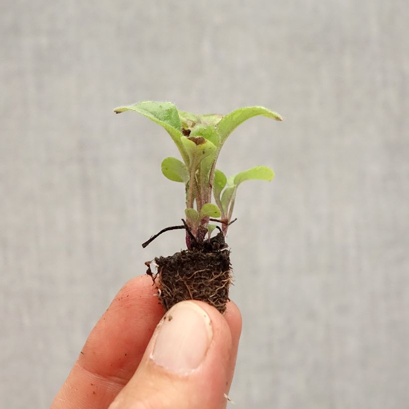 Ejemplar de Myosotis sylvatica Savoie Blue minicepellón: de 2,2 cm x 2 cm en bandeja de cultivo por 35 entregado en otoño