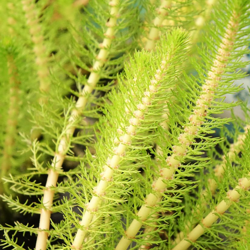 Myriophyllum crispata (Follaje)