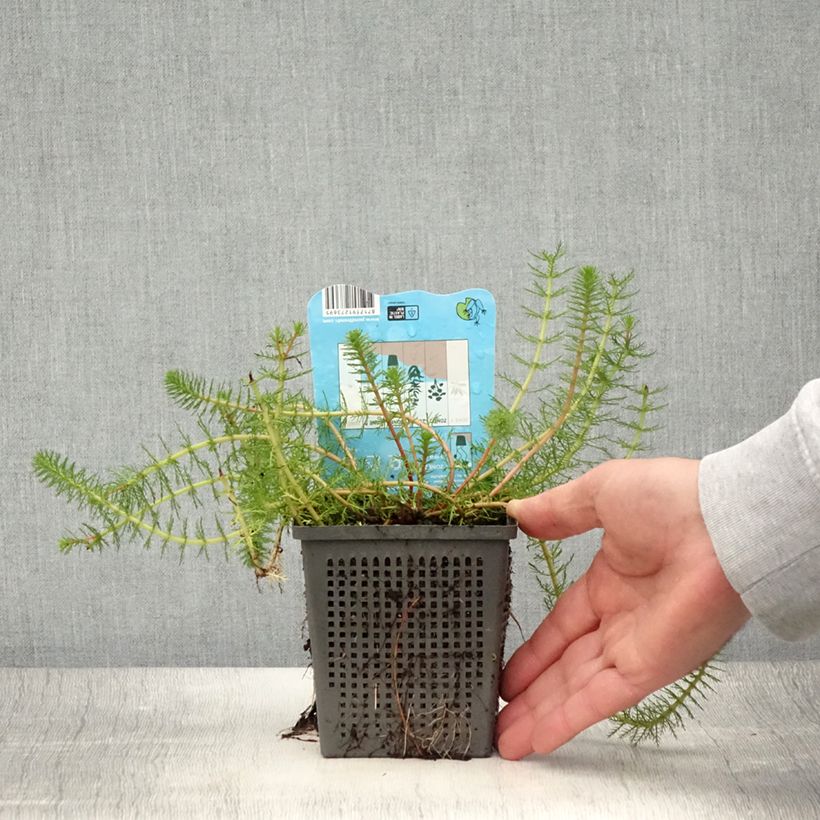 Ejemplar de Myriophyllum crispata Maceta 1L/1,5L entregado en verano