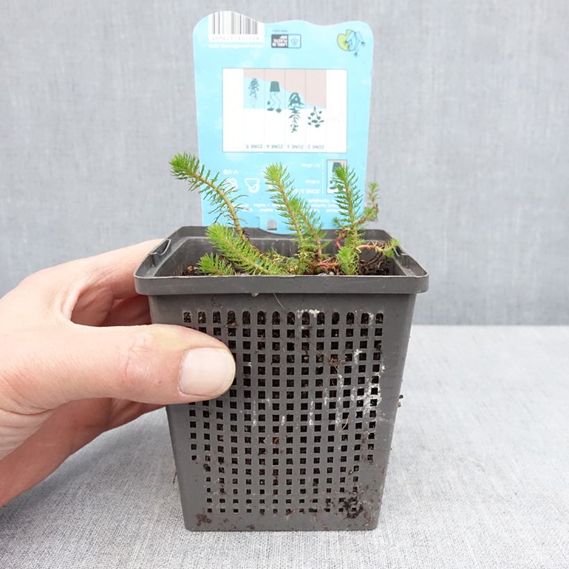 Myriophyllum crispata Maceta 1L/1,5L Ejemplar entregado en la primavera