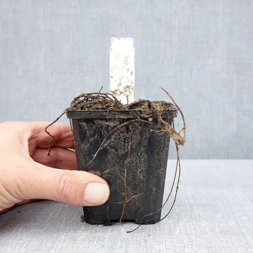 Myriophyllum spicatum - Cola de zorro acuática Maceta de 8/9 cm Ejemplar entregado en la primavera