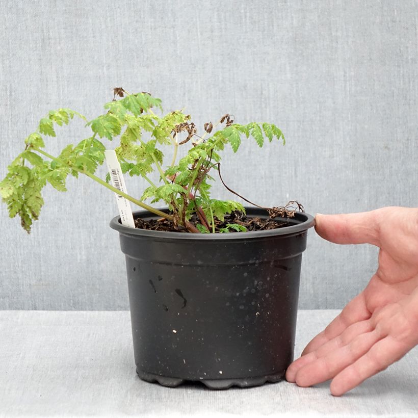 Ejemplar de Cerifolio - Myrrhis odorata Maceta 2L/3L entregado en otoño