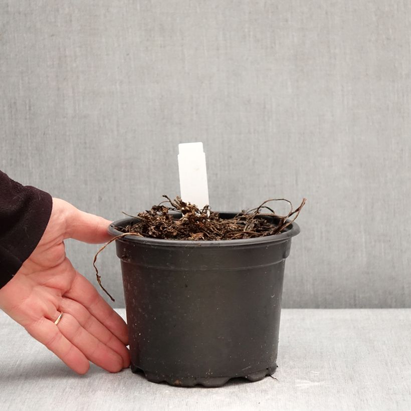 Cerifolio - Myrrhis odorata Maceta 2L/3L Ejemplar entregado en invierno