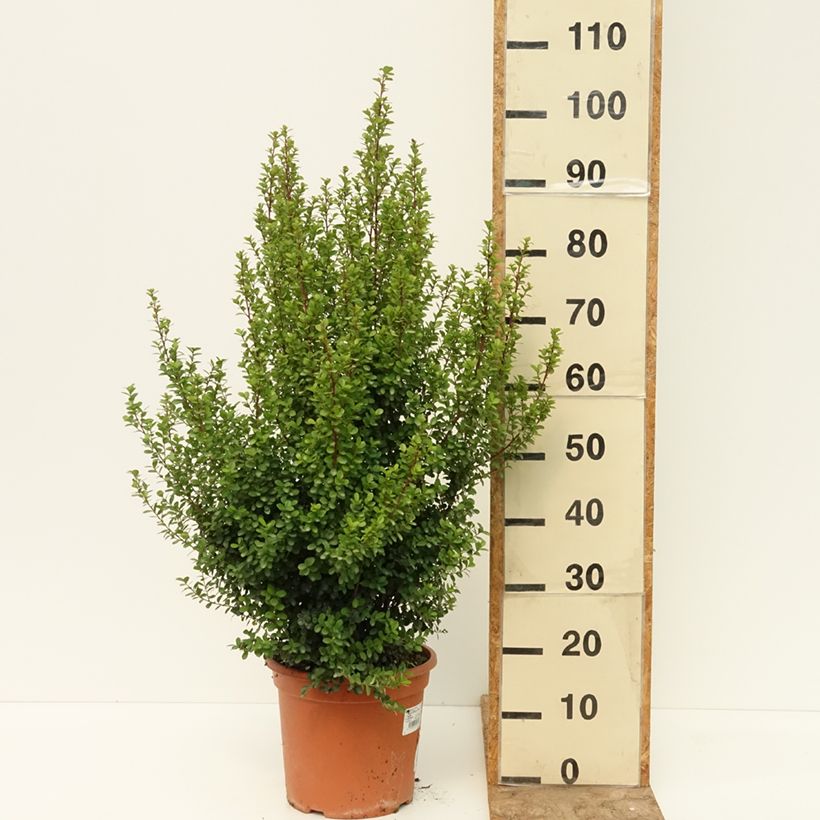 Ejemplar de Myrsine africana Maceta 7,5L/10L entregado en verano