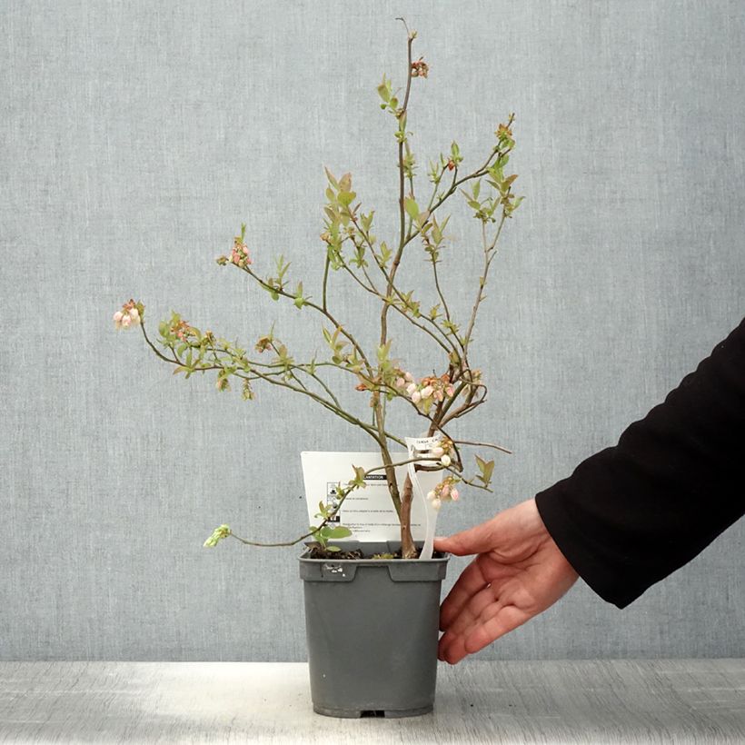 Arándano Atlantic Maceta 4L/5L Ejemplar entregado en la primavera