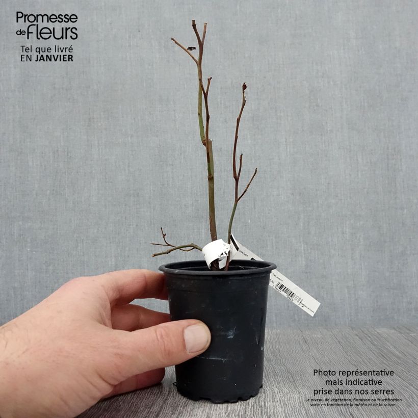 Arándano Berkeley Maceta de 8/9 cm Ejemplar entregado en invierno