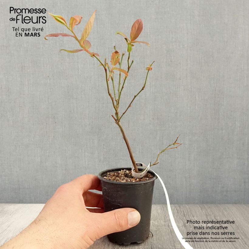 Arándano Berkeley Maceta de 8/9 cm Ejemplar entregado en la primavera