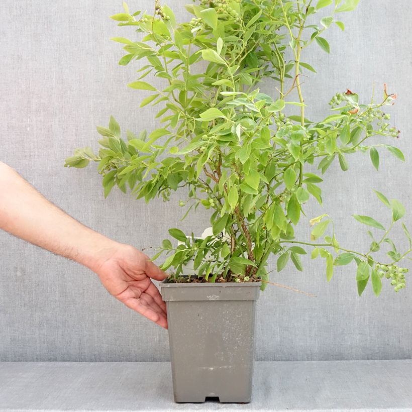 Arándano Blue pearl Maceta 4L/5L Ejemplar entregado en la primavera