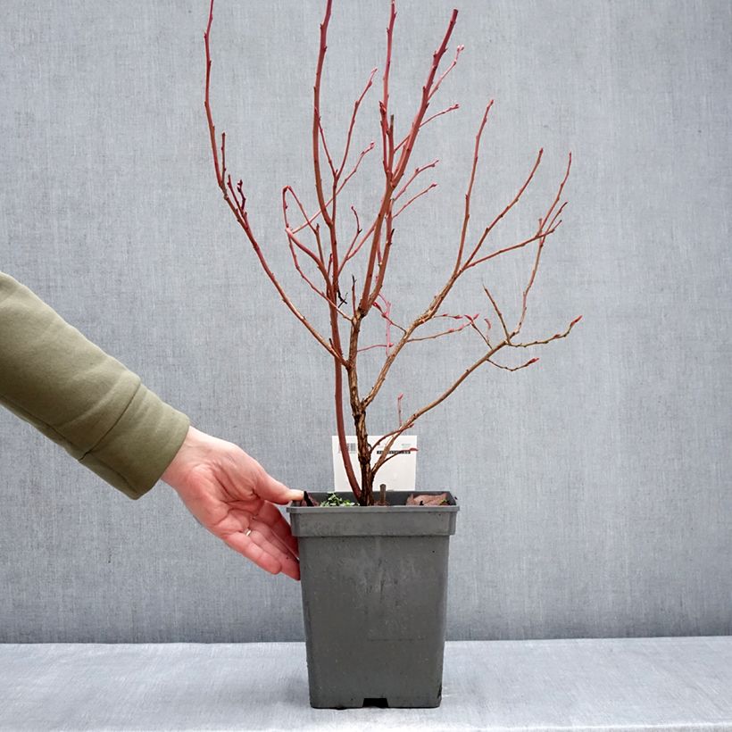 Arándano Blue pearl Maceta 4L/5L Ejemplar entregado en invierno