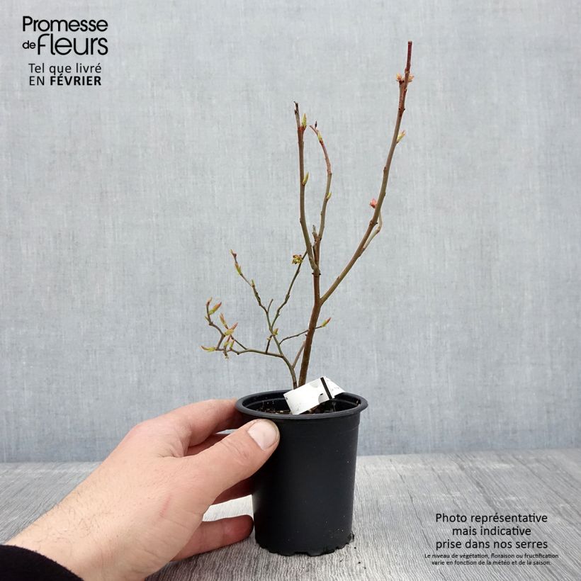 Arándano Brigitta Maceta de 8/9 cm Ejemplar entregado en invierno