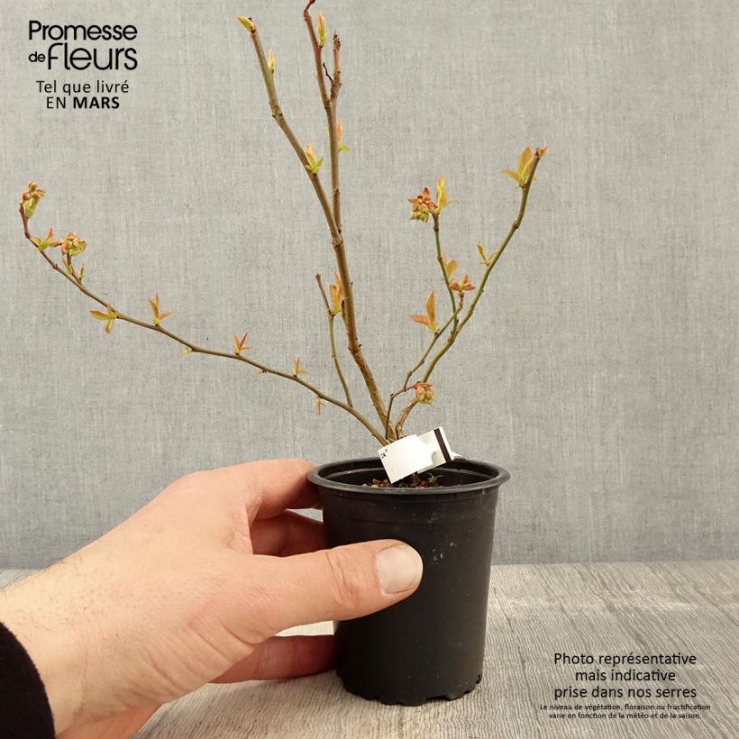 Arándano Brigitta Maceta de 8/9 cm Ejemplar entregado en la primavera