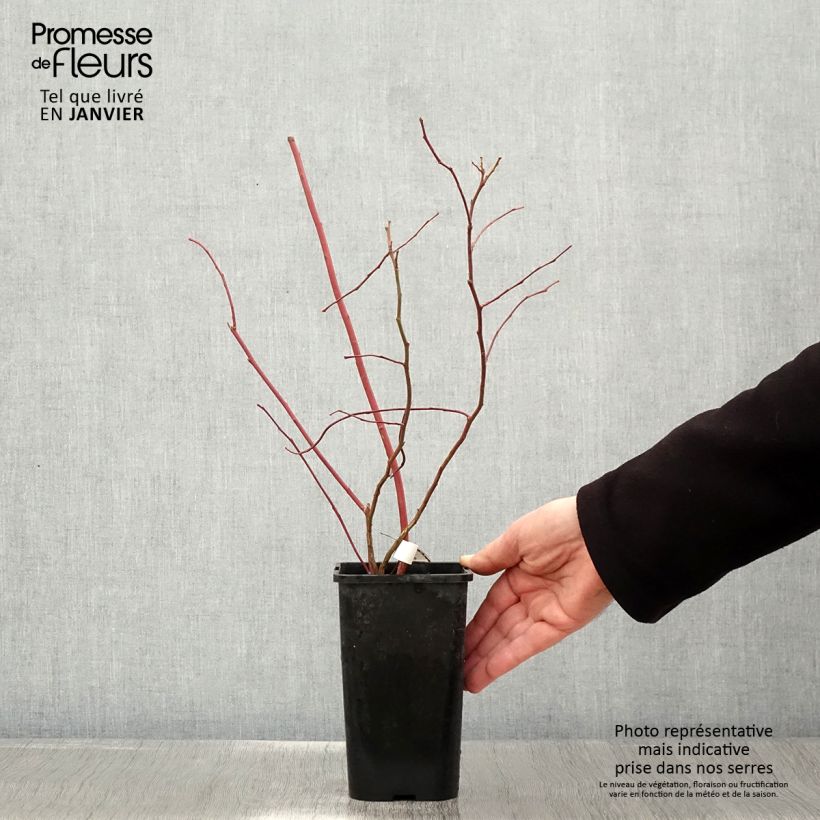 Arándano Brigitta Maceta 1,5L/2L, Formación arbustiva Ejemplar entregado en invierno