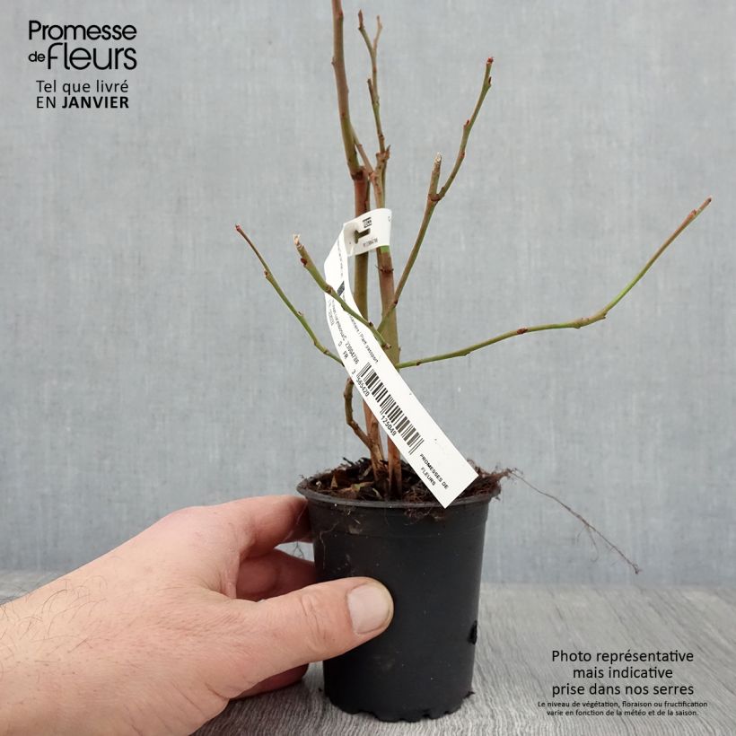 Arándano Darrow Maceta de 8/9 cm Ejemplar entregado en invierno