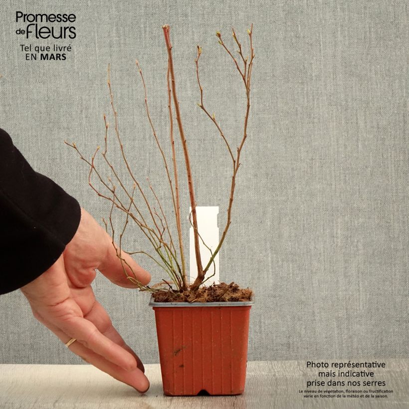 Arándano Darrow Maceta de 8/9 cm Ejemplar entregado en la primavera