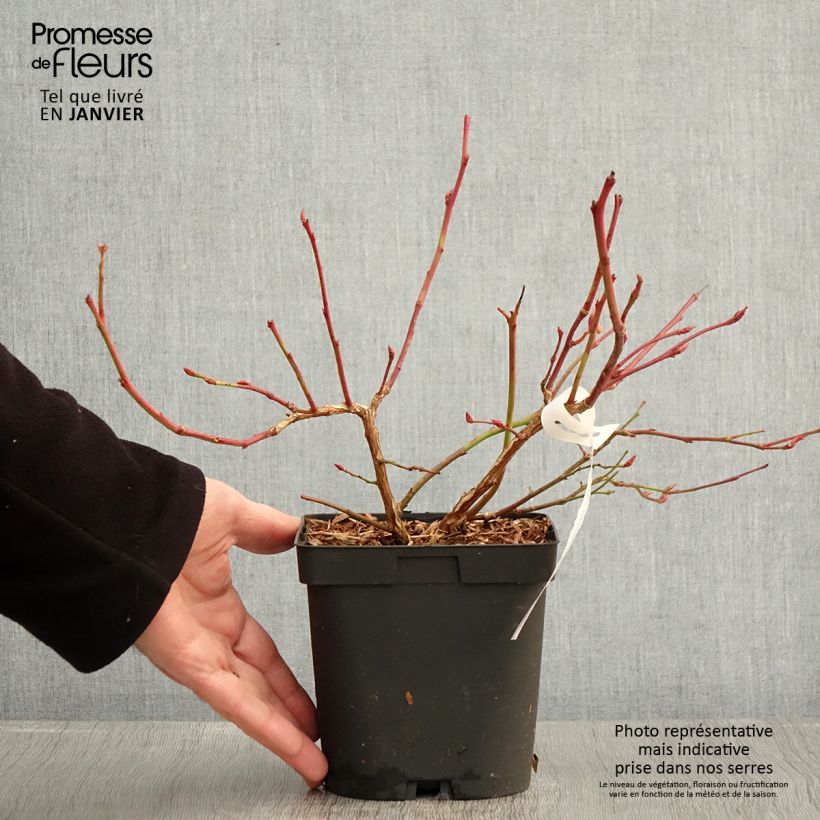 Arándano Darrow Maceta 1,5L/2L Ejemplar entregado en invierno