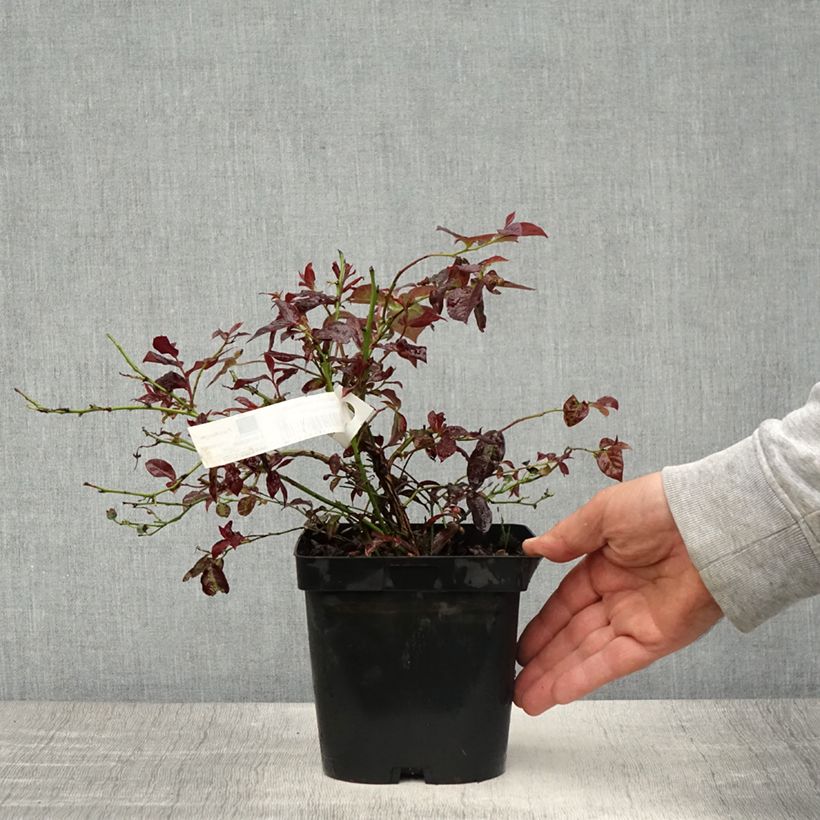 Arándano Darrow Maceta 1,5L/2L Ejemplar entregado en la primavera