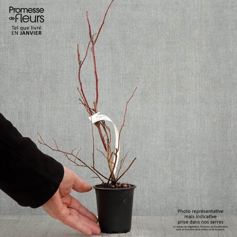 Arándano Duke Maceta de 8/9 cm Ejemplar entregado en invierno