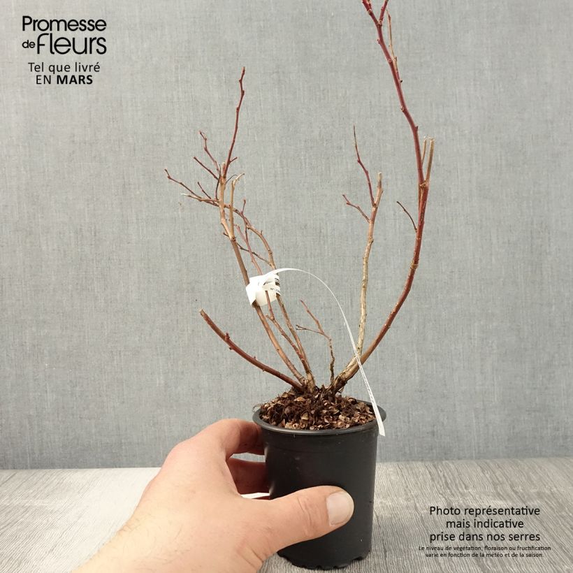 Arándano Duke Maceta de 8/9 cm Ejemplar entregado en la primavera