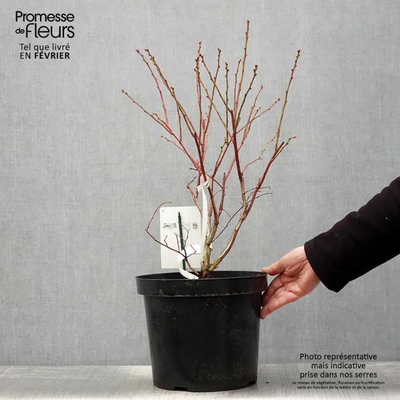 Arándano Duke Maceta 7,5L/10L Ejemplar entregado en invierno