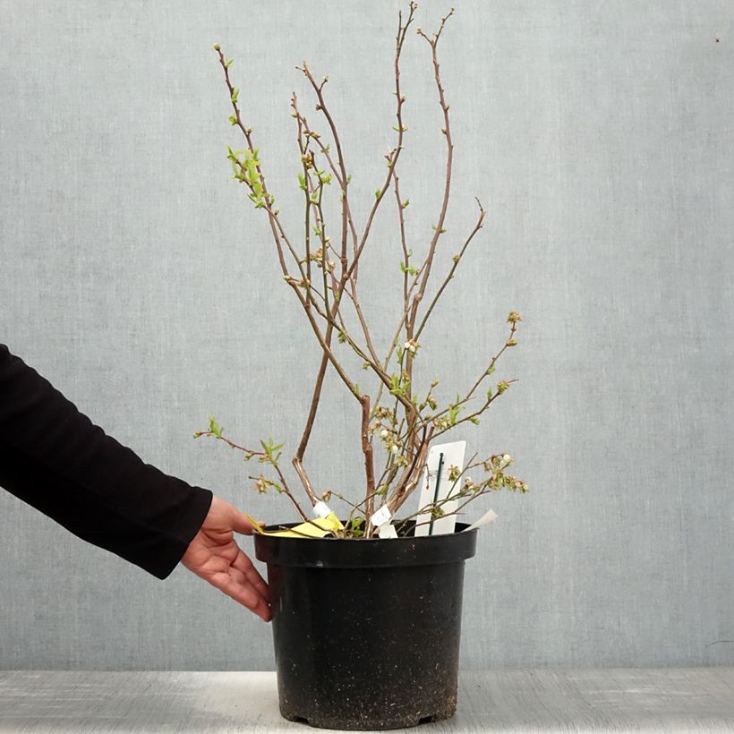 Arándano Duke Maceta 7,5L/10L Ejemplar entregado en la primavera