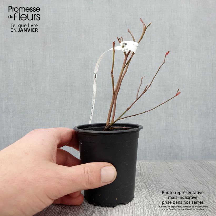 Arándano Ivanhoe Maceta de 8/9 cm Ejemplar entregado en invierno