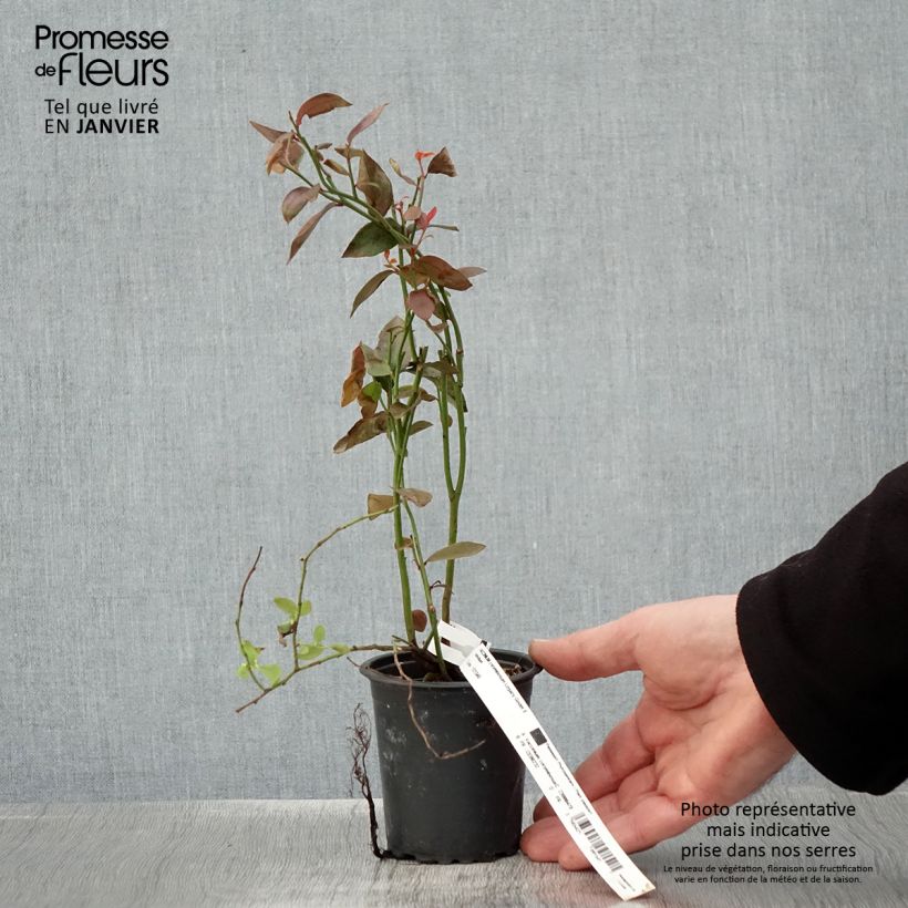 Arándano Legacy Maceta de 8/9 cm Ejemplar entregado en invierno