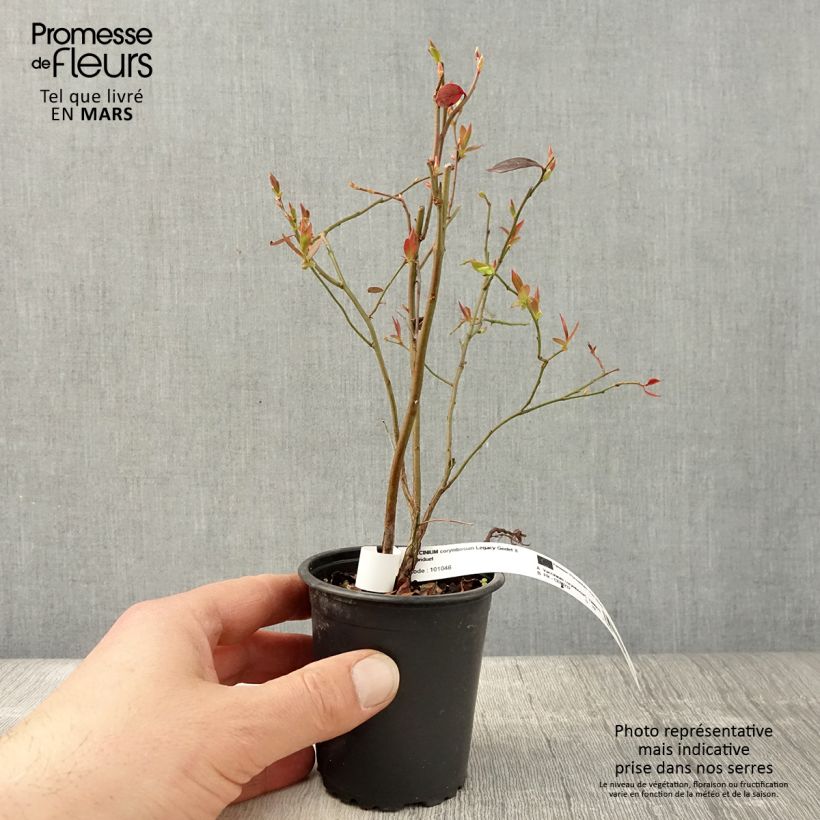 Arándano Legacy Maceta de 8/9 cm Ejemplar entregado en la primavera