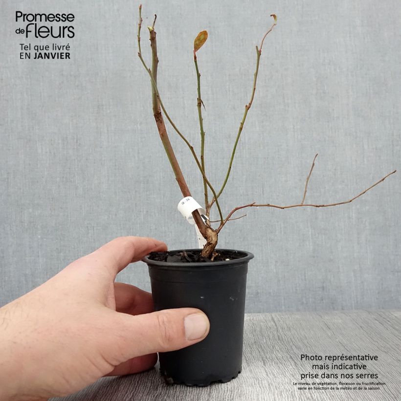 Arándano North Blue Maceta de 8/9 cm Ejemplar entregado en invierno