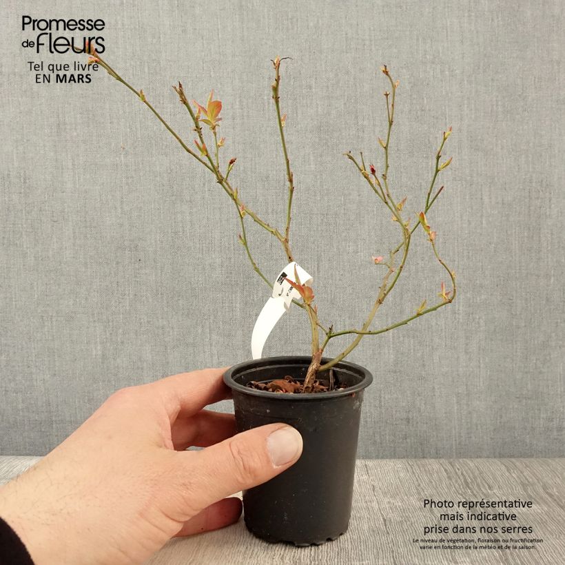 Arándano North Blue Maceta de 8/9 cm Ejemplar entregado en la primavera