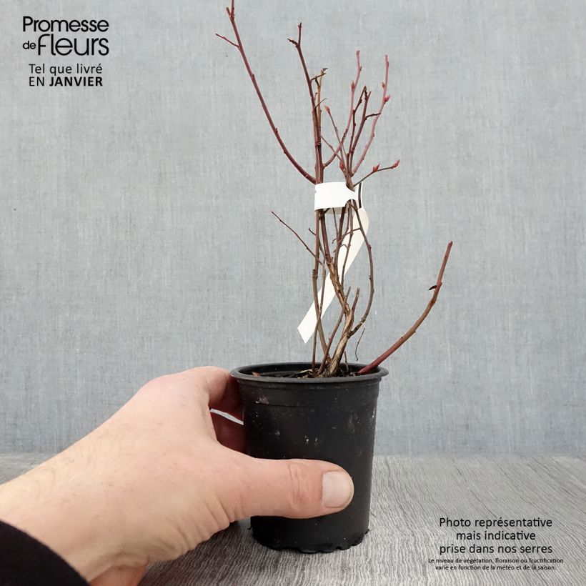 Arándano Northcountry Maceta de 8/9 cm Ejemplar entregado en invierno