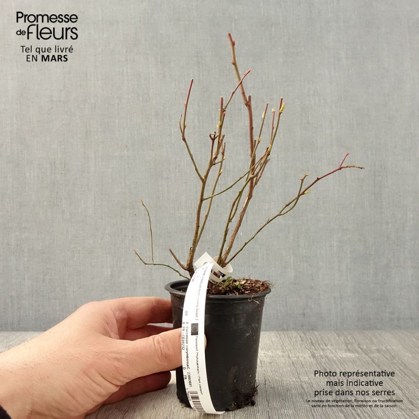 Arándano Northcountry Maceta de 8/9 cm Ejemplar entregado en la primavera