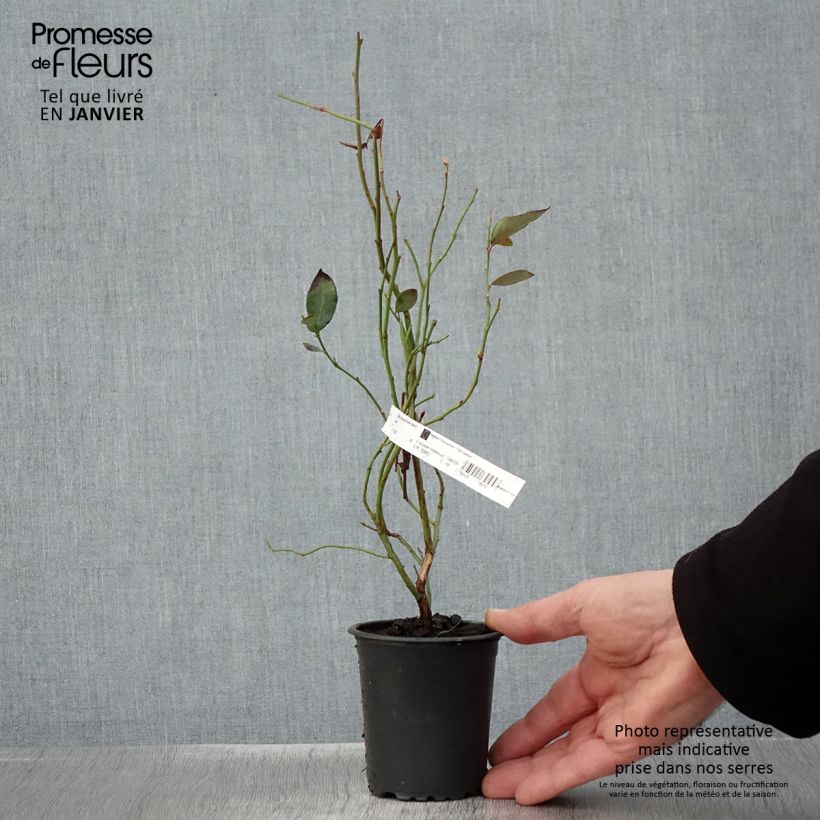 Arándano Pioneer Maceta de 8/9 cm Ejemplar entregado en invierno