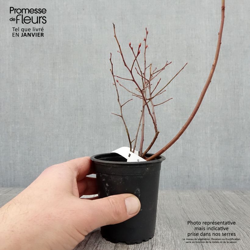 Arándano Rubel Maceta de 8/9 cm Ejemplar entregado en invierno