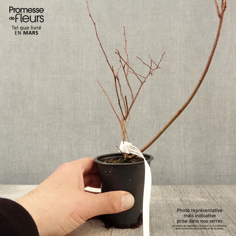 Arándano Rubel Maceta de 8/9 cm Ejemplar entregado en la primavera