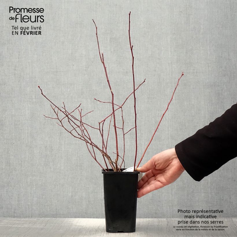 Arándano Rubel Maceta 1L/1,5L Ejemplar entregado en invierno