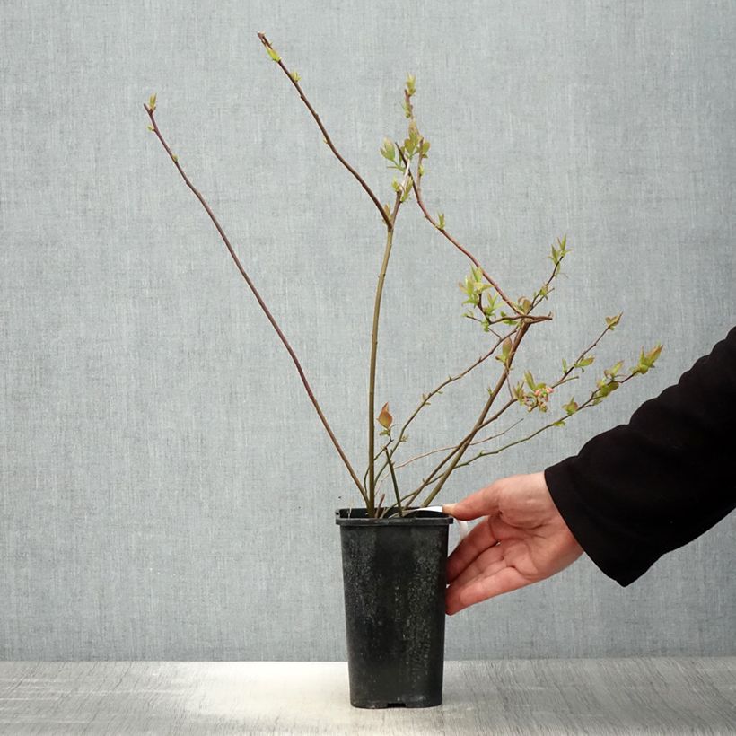 Arándano Rubel Maceta 1L/1,5L Ejemplar entregado en la primavera