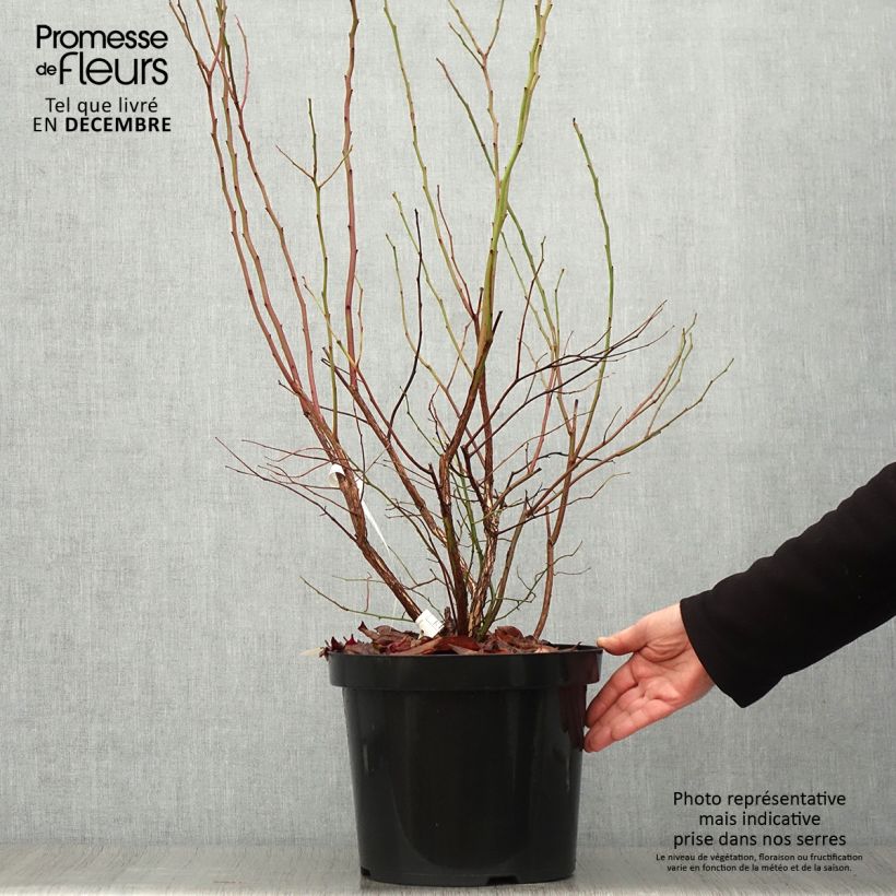 Ejemplar de Arándano Goldtraube Maceta 7,5L/10L, Formación arbustiva entregado en otoño