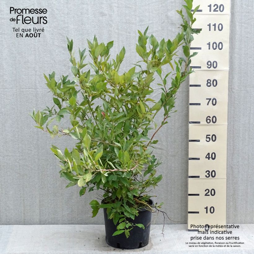 Ejemplar de Arándano Goldtraube Maceta 7,5L/10L, Formación arbustiva entregado en verano