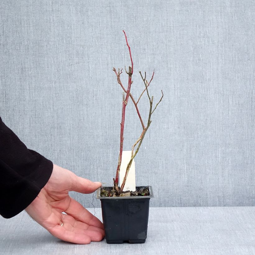 Arándano Goldtraube Maceta de 8/9 cm Ejemplar entregado en invierno