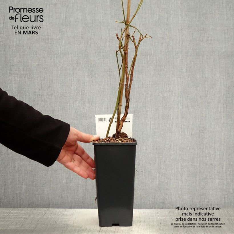 Arándano Blue Crop Maceta 1,5L/2L, Formación arbustiva Ejemplar entregado en la primavera