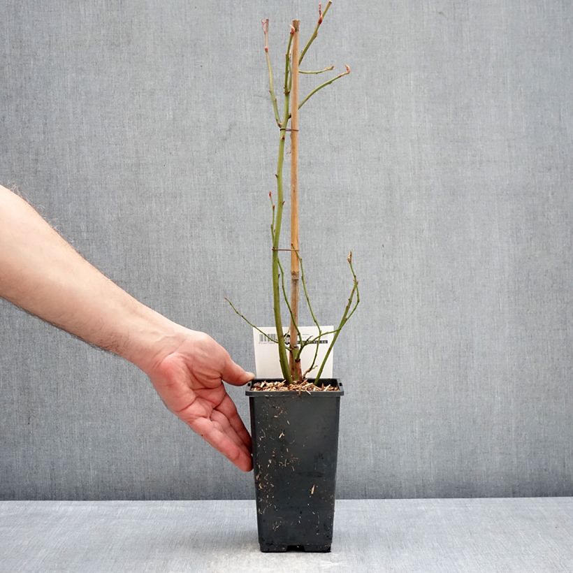 Arándano Blue Dessert Maceta 1,5L/2L, Formación arbustiva Ejemplar entregado en invierno