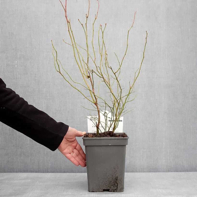 Arándano Blue Dessert Maceta 3L/4L, Formación arbustiva Ejemplar entregado en invierno