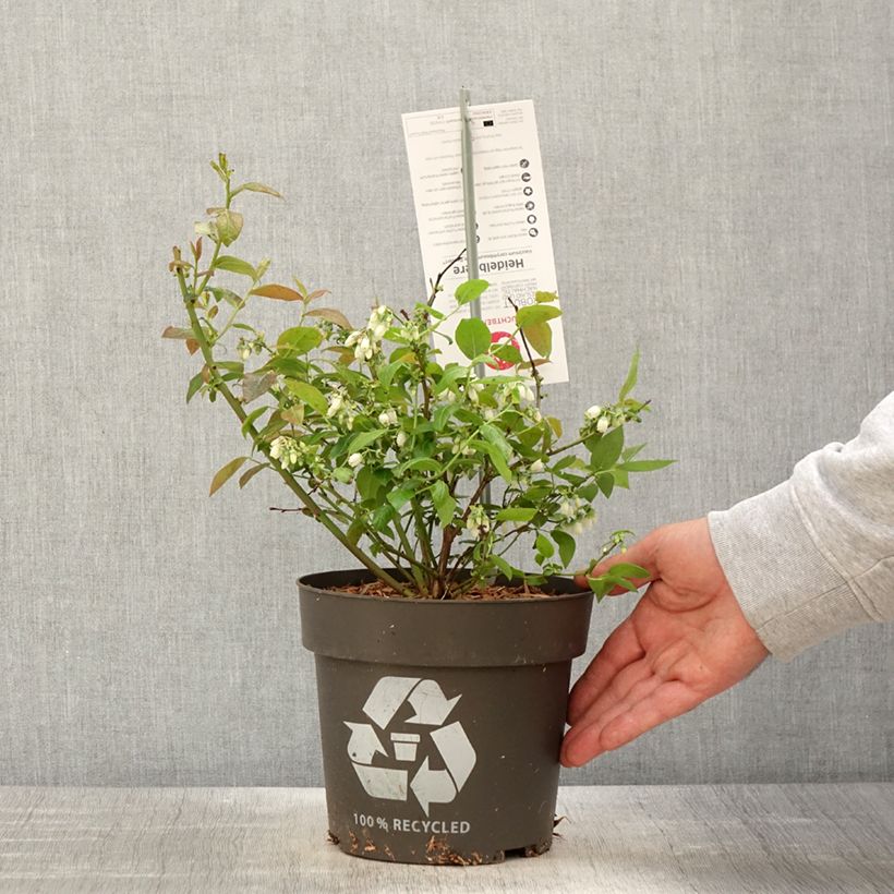 Arándano Blue Dessert Maceta 3L/4L, Formación arbustiva Ejemplar entregado en la primavera